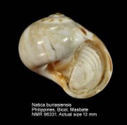 Natica buriasiensis